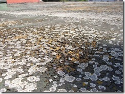 Depunerile crustelor de noroi si materialelor de origine biologica (frunze, crengile copacilor, etc.) faciliteaza depunerea si cresterea vegetatiei parazite pe hidroizolatii